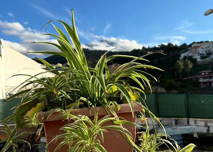 Gospodarstwo wiejskie La Trinidad La Guancha